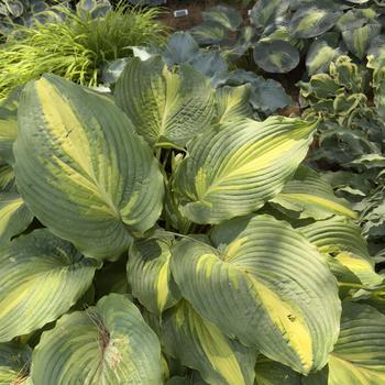 Hosta Shadowland® 'Love Story' (303687)