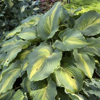 Hosta 'Love Story' PP34224