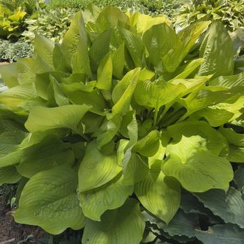 Hosta 'Age of Gold' (303689)