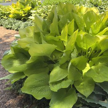 Hosta 'Age of Gold' (303692)