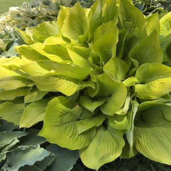 Hosta 'Age of Gold' (303693)