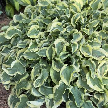 Hosta 'Wrinkle in Time' (303694)