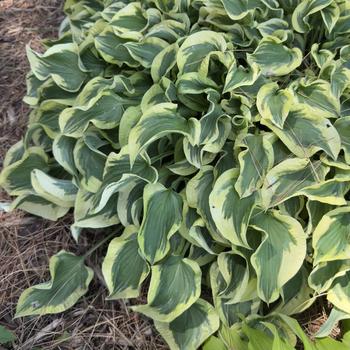 Hosta 'Wrinkle in Time' (303696)