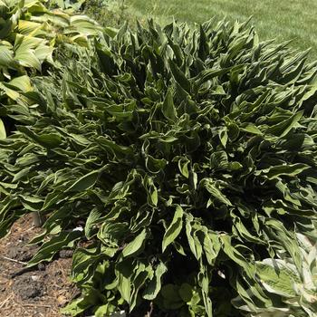 Hosta 'Praying Hands' (303698)