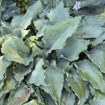 Hosta 'Wind Beneath My Wings' (303702)