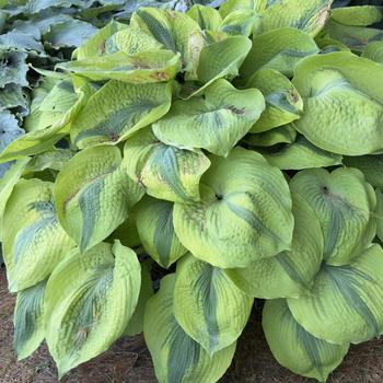 Hosta 'Afterglow' (303703)