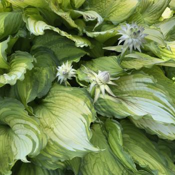 Hosta 'First Dance' (303705)