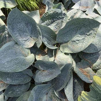 Hosta 'Big Daddy' (303706)