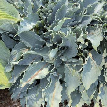 Hosta Shadowland® 'Waterslide' (303707)
