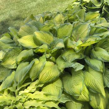 Hosta 'Stained Glass' (303709)