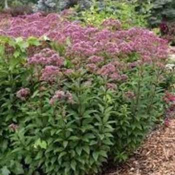 Eupatorium purpureum
