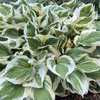 Hosta 'Diamonds are Forever' (303711)