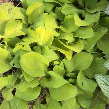Hosta 'Sun Mouse' (303712)