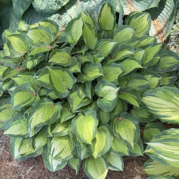 Hosta 'Island Breeze' (303713)