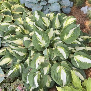 Hosta 'Vulcan' (303715)