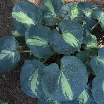 Hosta 'Dream Weaver' (303738)