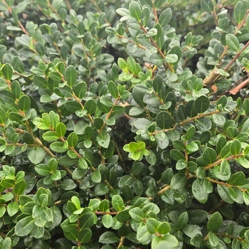 Ilex crenata