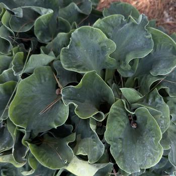 Hosta 'Church Mouse' (303741)