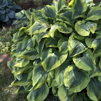 Hosta 'Atlantis' (303742)
