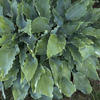 Hosta 'Neptune' (303743)