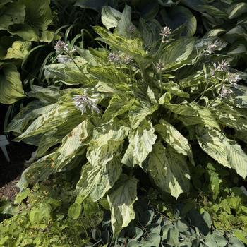 Hosta 'Emperor's New Clothes' (303744)