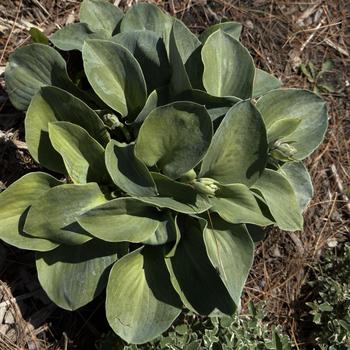Hosta 'Silver Bullet'