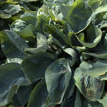 Hosta 'Abiqua Drinking Gourd' (303754)