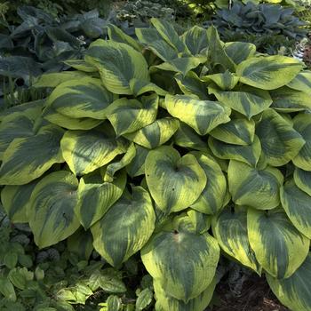 Hosta 'Twin Cities' (303757)