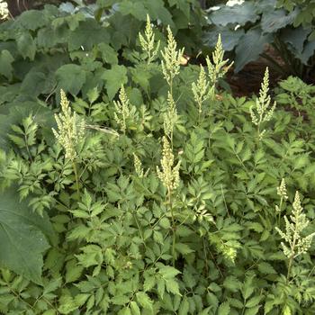 Astilbe chinensis 'Milk and Honey' (303759)