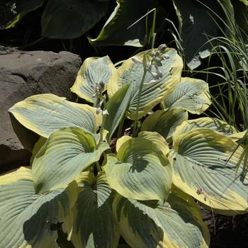 Hosta Shadowland® 'Chance Encounter' (303760)
