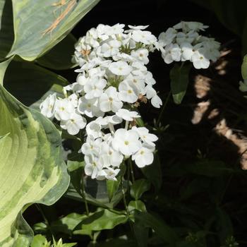 Phlox 'Opening Act White' PP27461, Can PBRAF