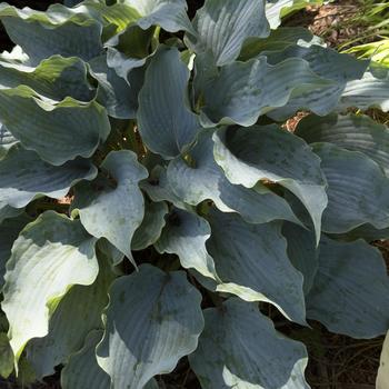 Hosta 'Dancing with Dragons' (303764)