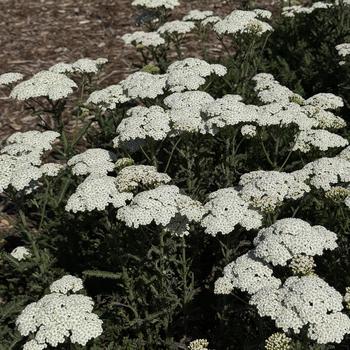 Achillea 'Firefly Diamond' (303770)