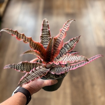 Cryptanthus 'Ruby Star' 