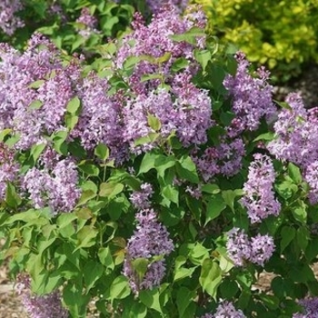 Syringa x hyacinthiflora 'Old Glory' 