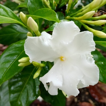 Tabernaemontana divaricata 'Flore Pleno' 