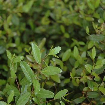 Ilex vomitoria 'Schilling's Dwarf' 