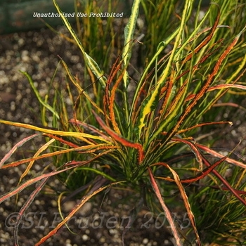 Codiaeum variegatum 'Picasso's Paintbrush' 