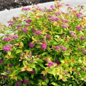 Spiraea japonica 'Matgold' PP28876, CPBR5634
