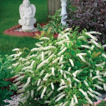 Itea virginica 'SMIHGRS' USPP18870P2