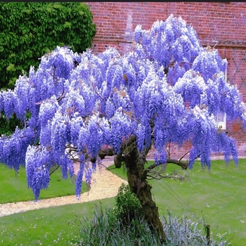 Wisteria macrostachya 'Blue Moon' 