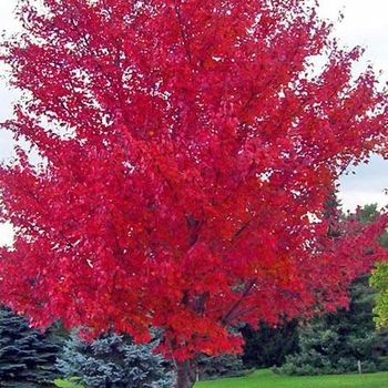 Acer rubrum 'Frank Jr' PP16769