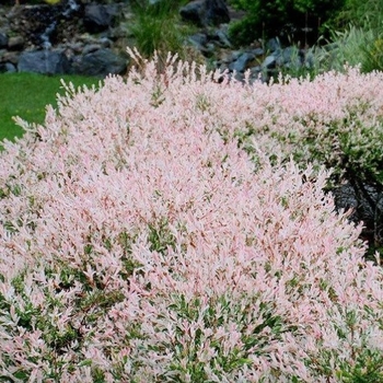 Salix integra 'Hakuro-Nishiki' 