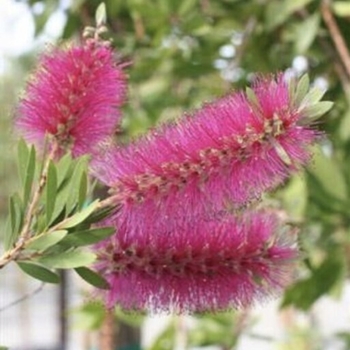 Callistemon citrinus 'Jeffers' 