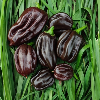 Capsicum annuum 'Chocolate Habanero' 