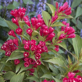 Weigela 'Crimson Kisses™' PP22,476