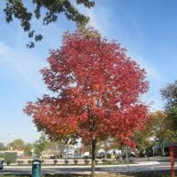 Fraxinus pennsylvanica 'Cimmzam' PP25,254