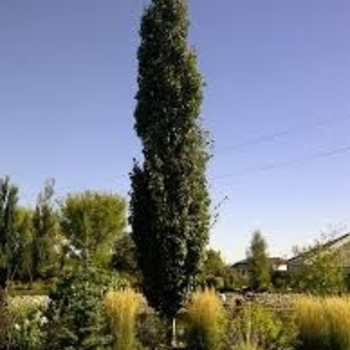 Populus tremula 'Erecta' 