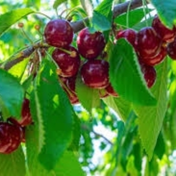 Prunus avium 'Stella' 