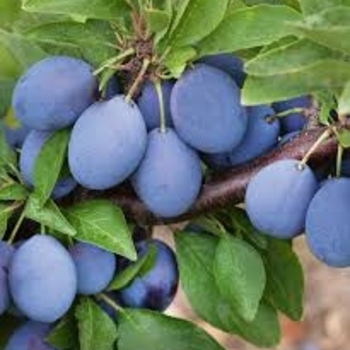 Prunus domestica 'Italian' 